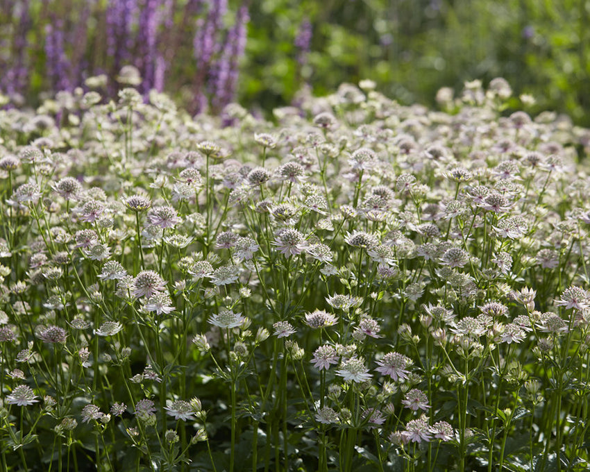 Astrantia 'Florence'