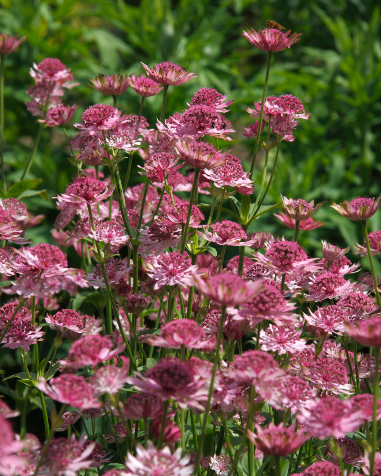 Astrantia major 'Pink Pride' bare roots | Buy pink masterwort plants ...