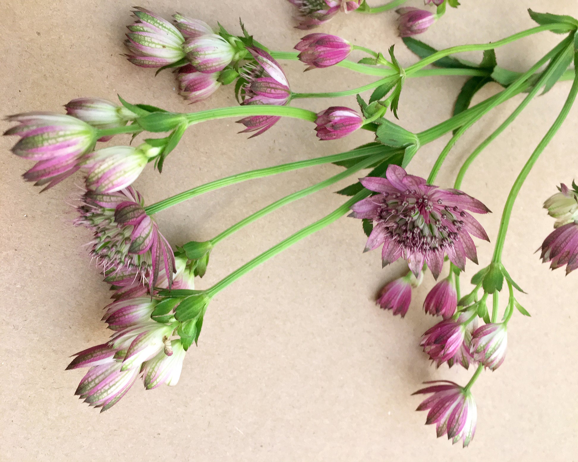 Astrantia major 'Roma' bare roots | Buy pink 'Masterwort' online at ...