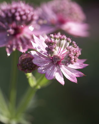 Astrantia 'Roma'