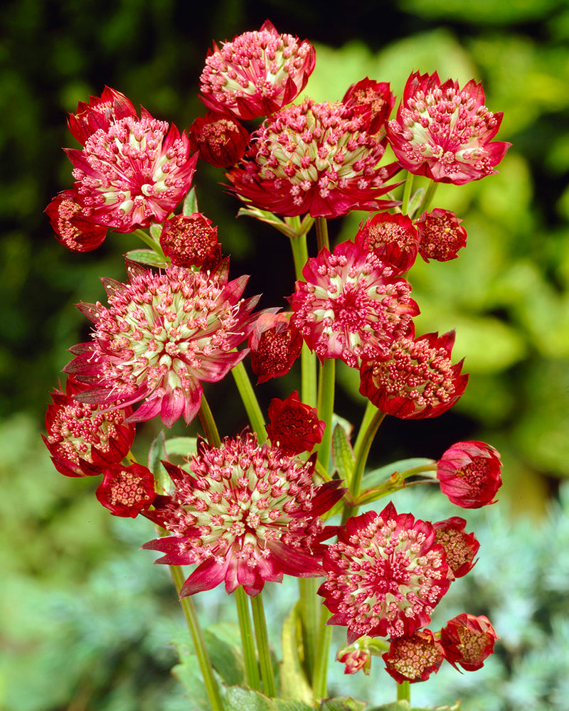 Astrantia major 'Rubra' bare roots — Buy red 'Masterwort' online at Farmer Gracy UK