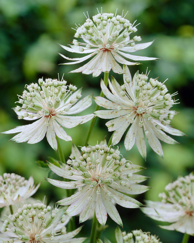 Astrantia 'Shaggy'