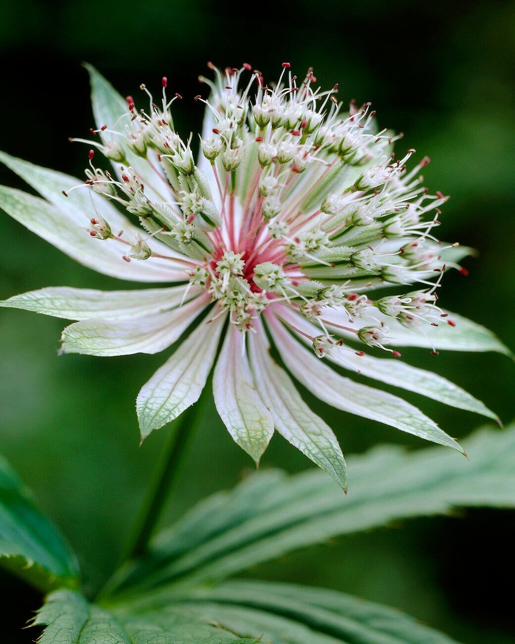 Astrantia major subsp. involucrata 'Shaggy' bare roots | Buy white ...
