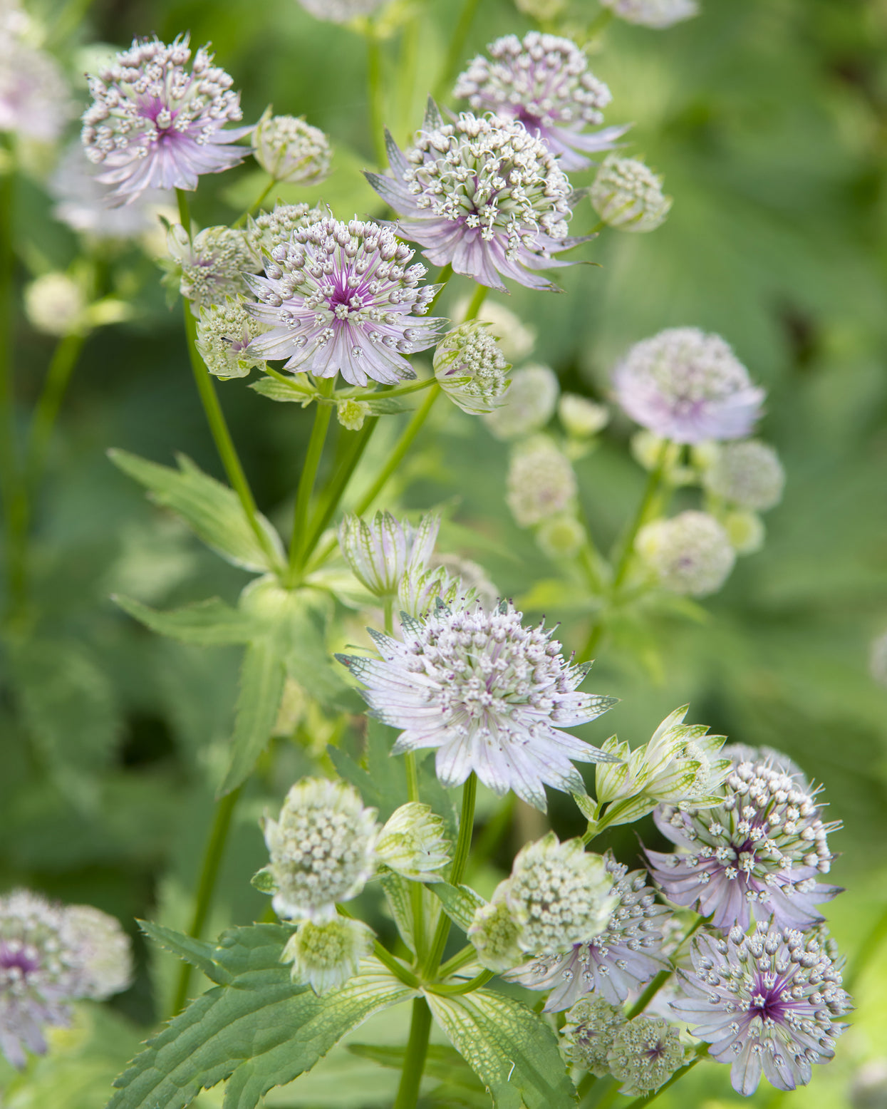 Astrantia major subsp. involucrata 'Shaggy' bare roots | Buy white ...