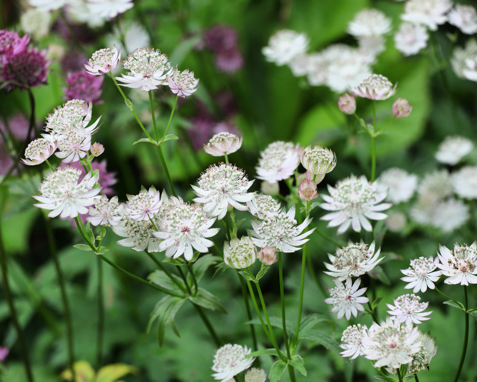 Astrantia 'Shaggy'