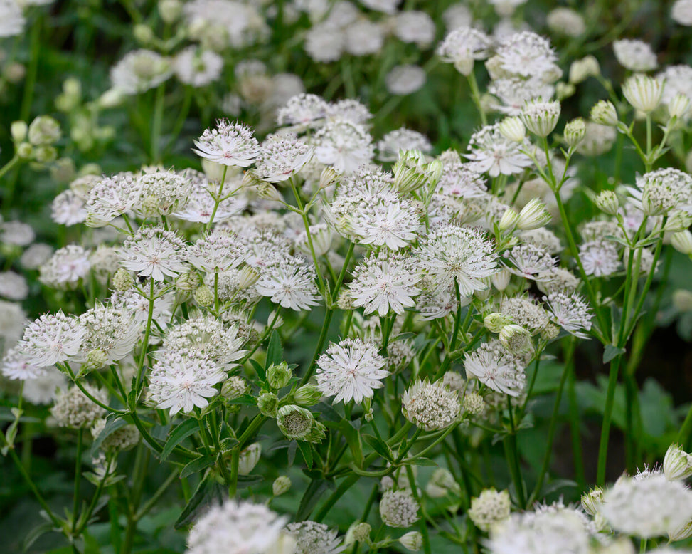 Astrantia 'Shaggy'