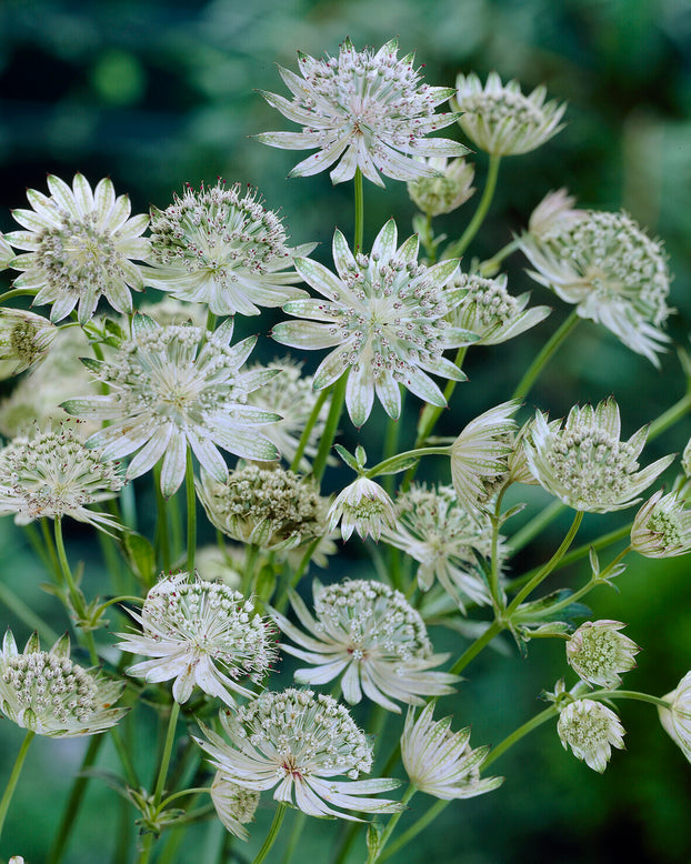 Astrantia 'Shaggy'