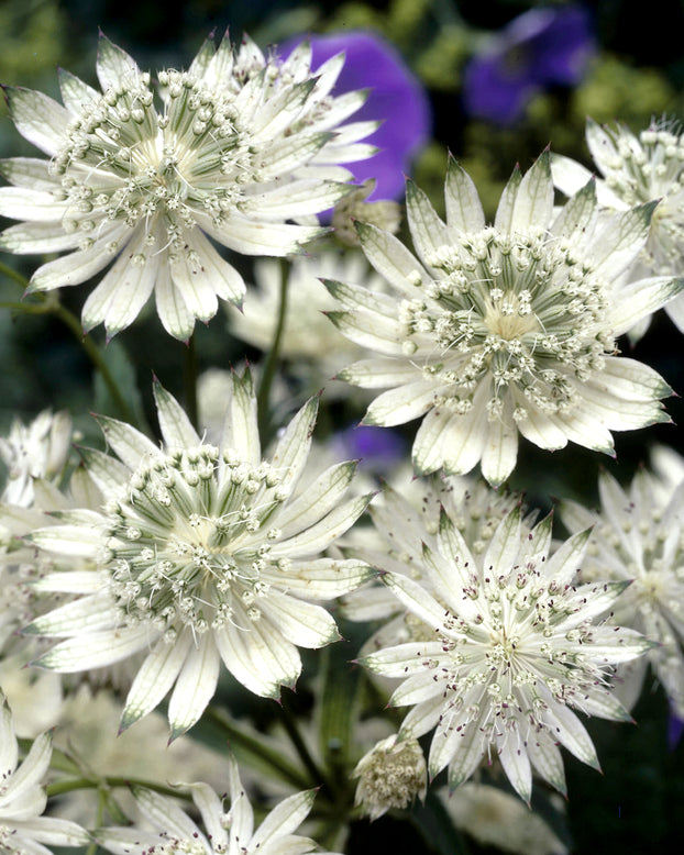 Astrantia 'Snow Star'