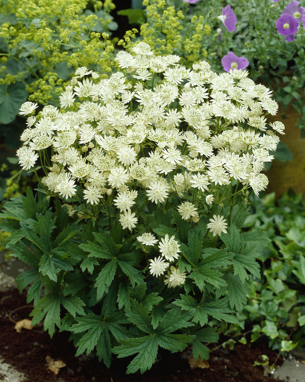 Astrantia 'Snow Star'