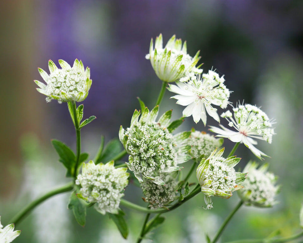 Astrantia 'Snow Star'