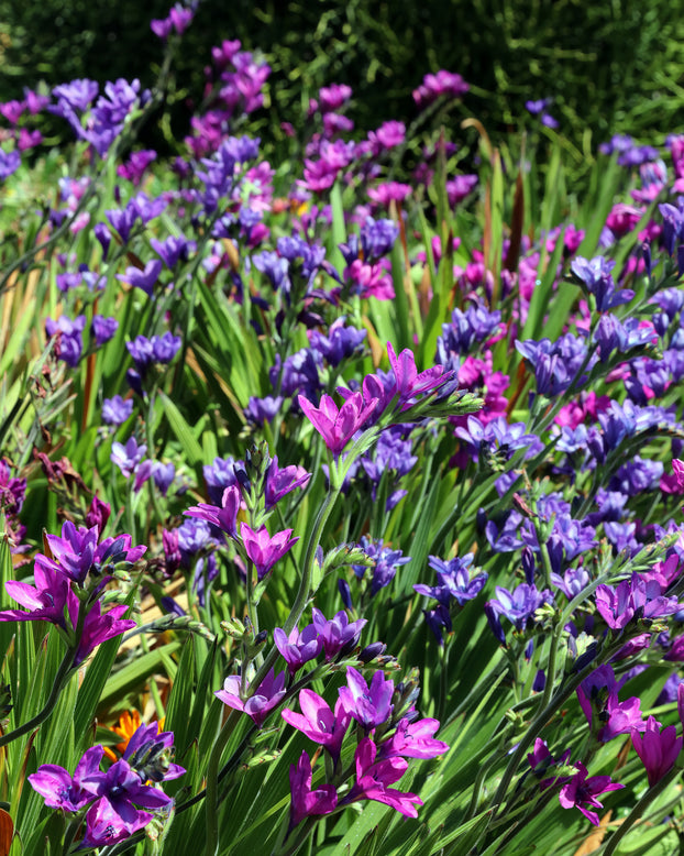 Babiana stricta