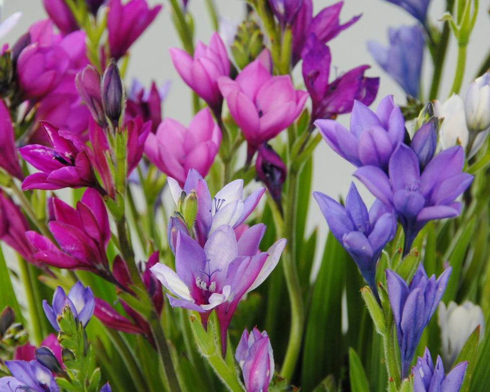 Babiana stricta