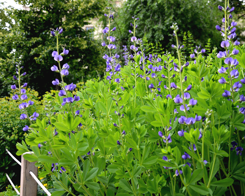 Baptisia australis