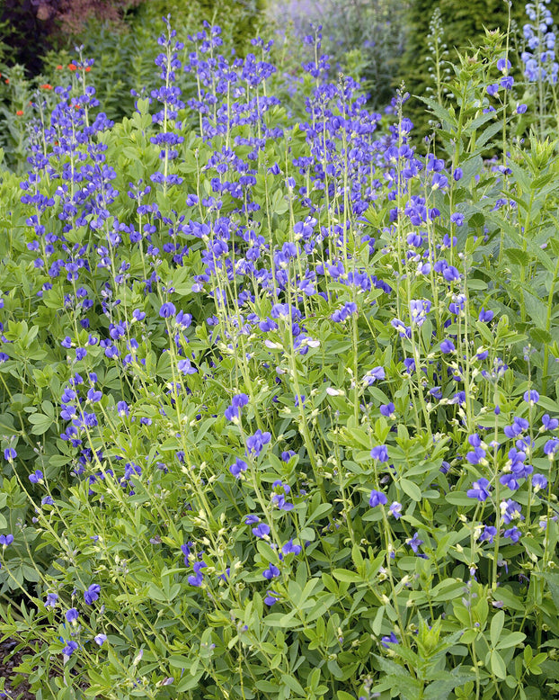 Baptisia australis