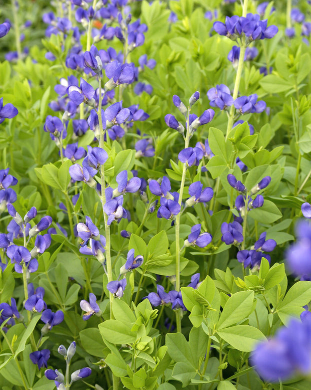 Baptisia australis