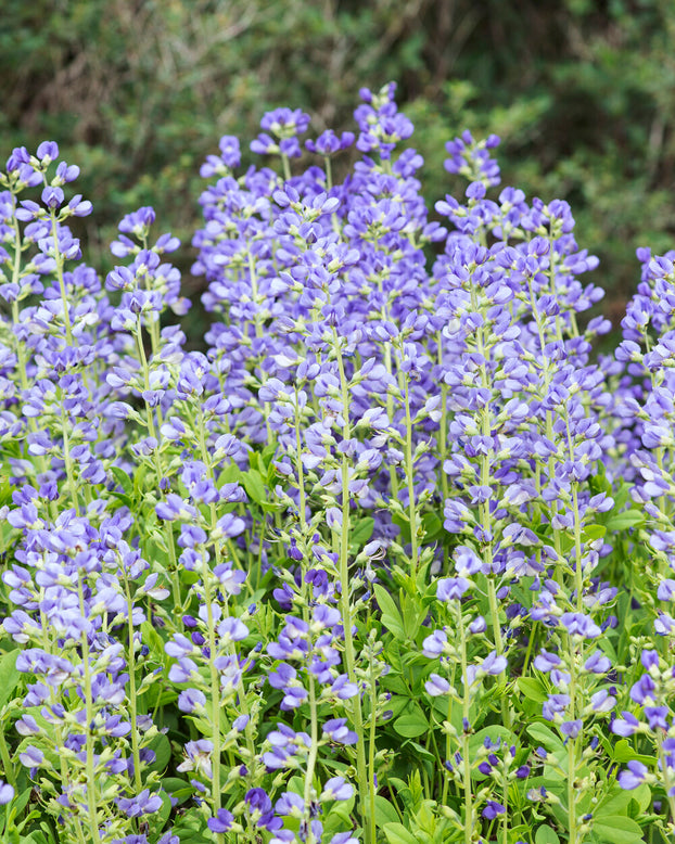 Baptisia australis