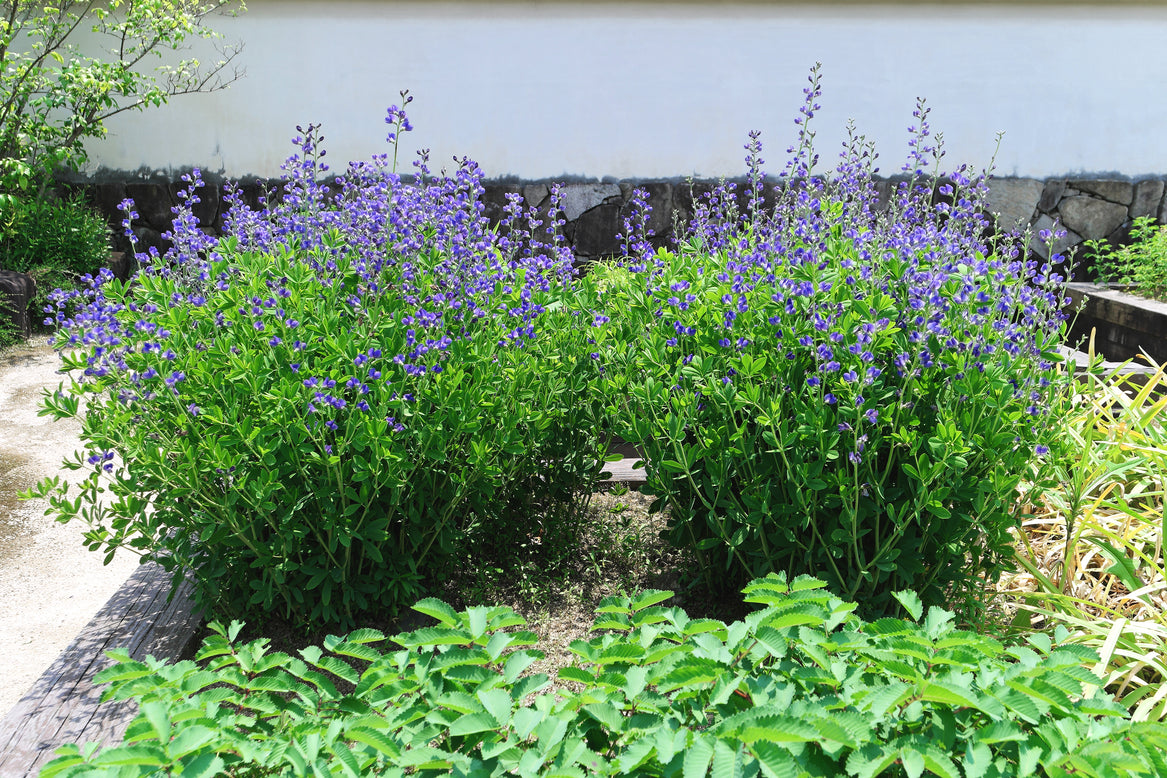 Baptisia australis