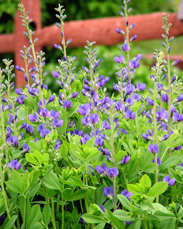 Baptisia australis