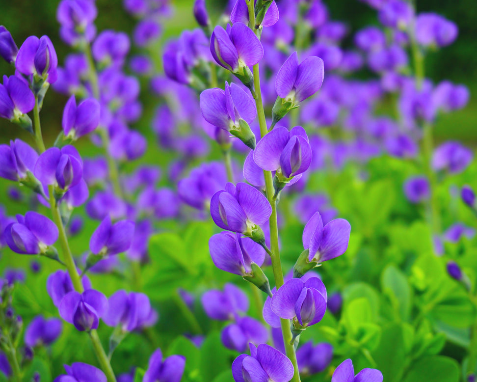 Baptisia australis