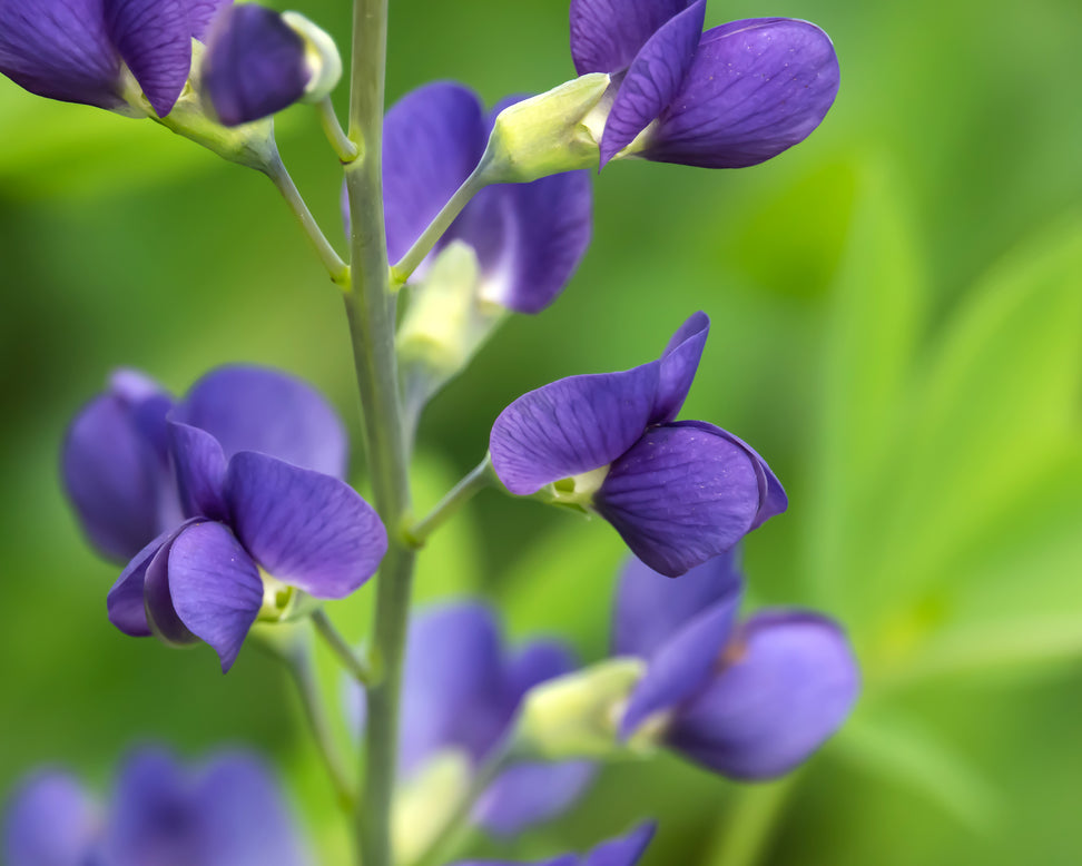 Baptisia australis