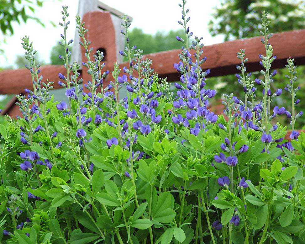 Baptisia australis