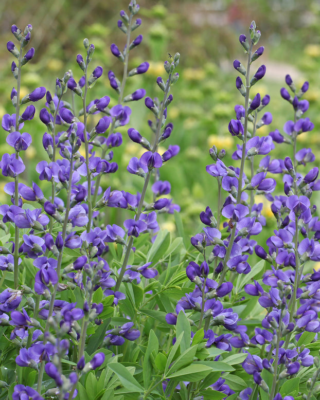 Baptisia australis