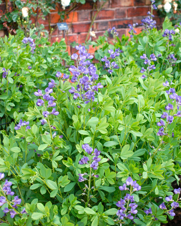 Baptisia australis