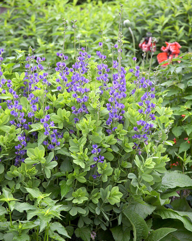 Baptisia australis