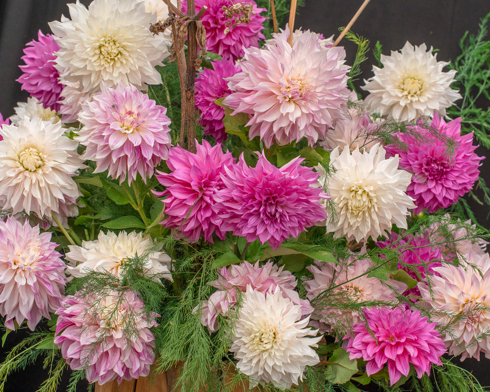 Dahlia collection 'Barista'