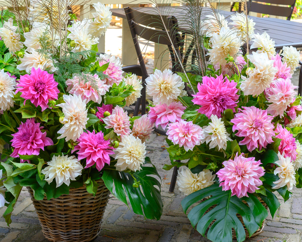 Dahlia collection 'Barista'