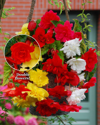 Begonia 'Cascade Mixed'