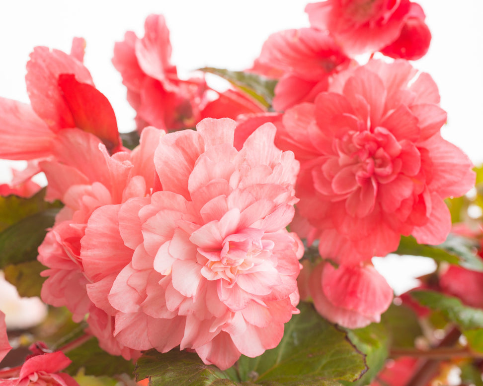 Begonia 'Cascade Pink'