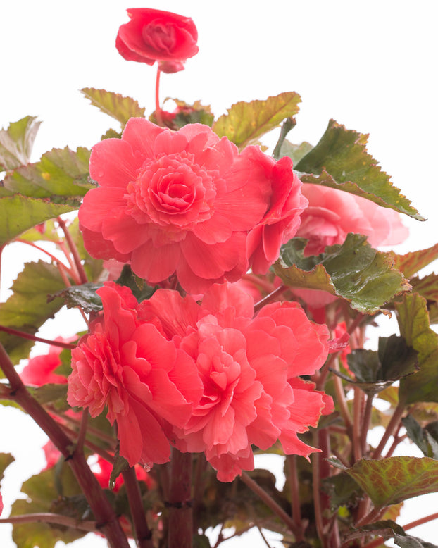 Begonia 'Cascade Pink'