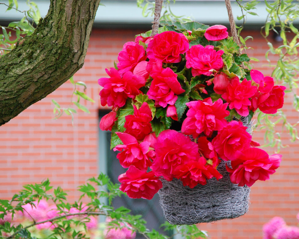 Begonia 'Cascade Pink'