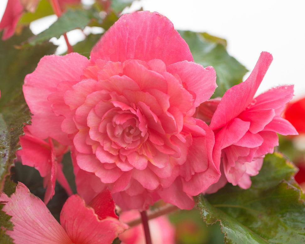 Begonia 'Cascade Pink'