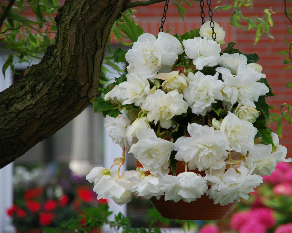 Begonia 'Cascade White'