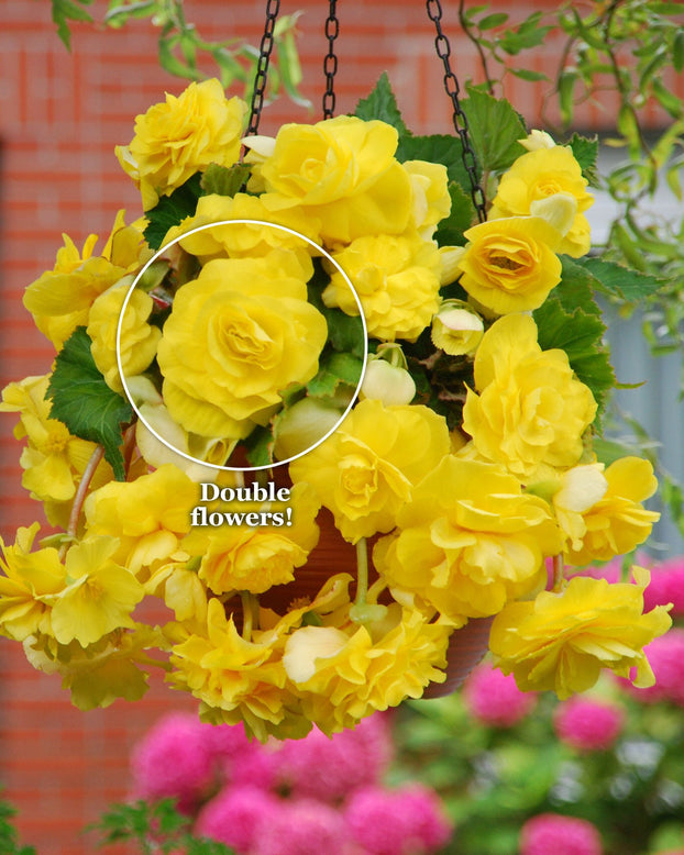 Begonia 'Cascade Yellow'