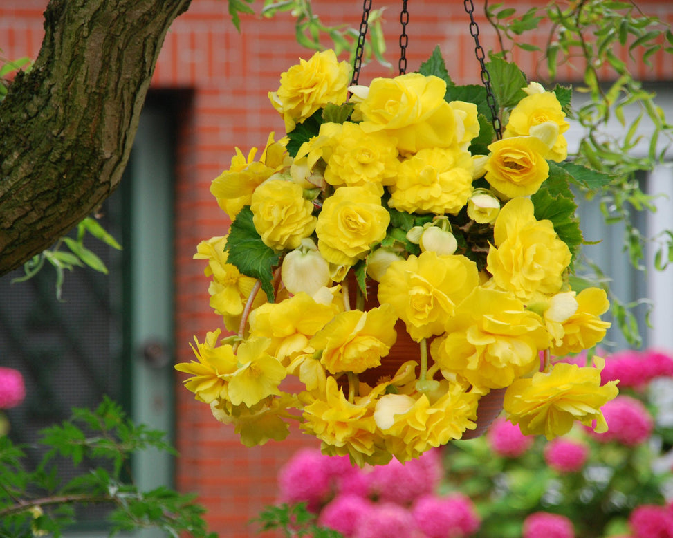 Begonia 'Cascade Yellow'