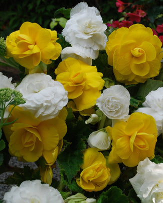Begonia collection 'Dorset'