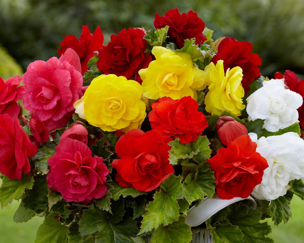 Begonia 'Double Mixed'