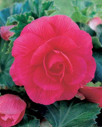 Begonia 'Double Pink'