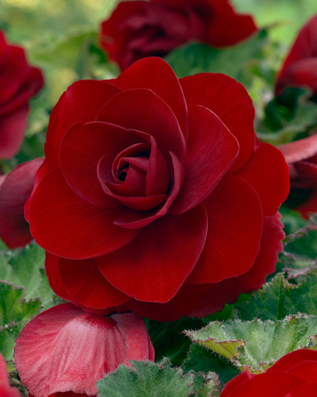 Begonia 'Double Red'