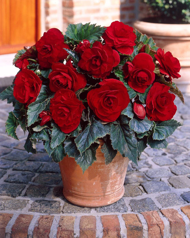 Begonia 'Double Red'