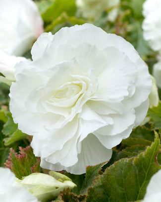 Begonia 'Double White'