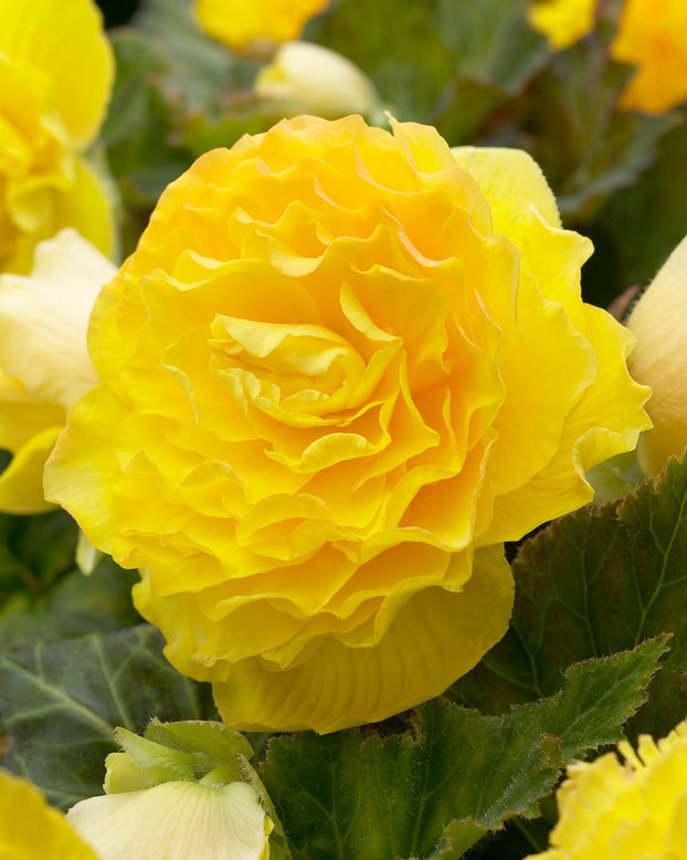 Begonia 'Double Yellow'