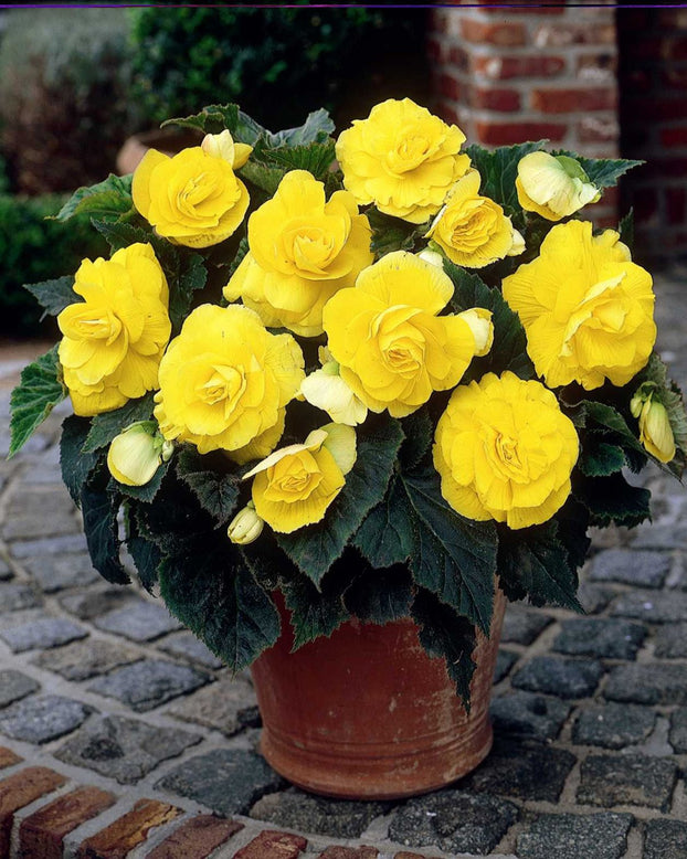 Begonia 'Double Yellow'
