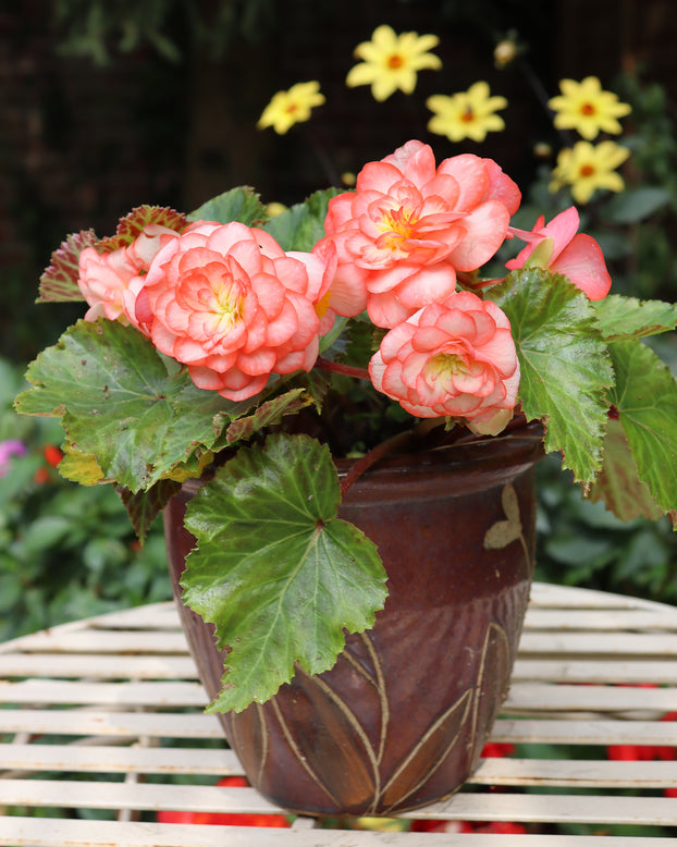 Begonia 'OnTop® Fandango'