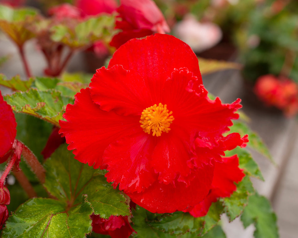 Begonia 'Fimbriata Red'