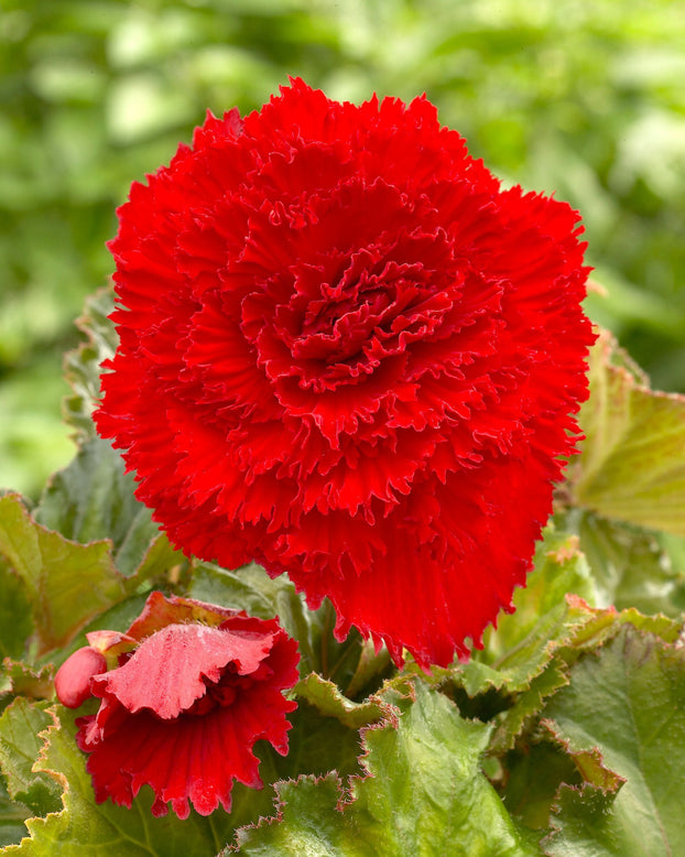 Begonia 'Fimbriata Red'