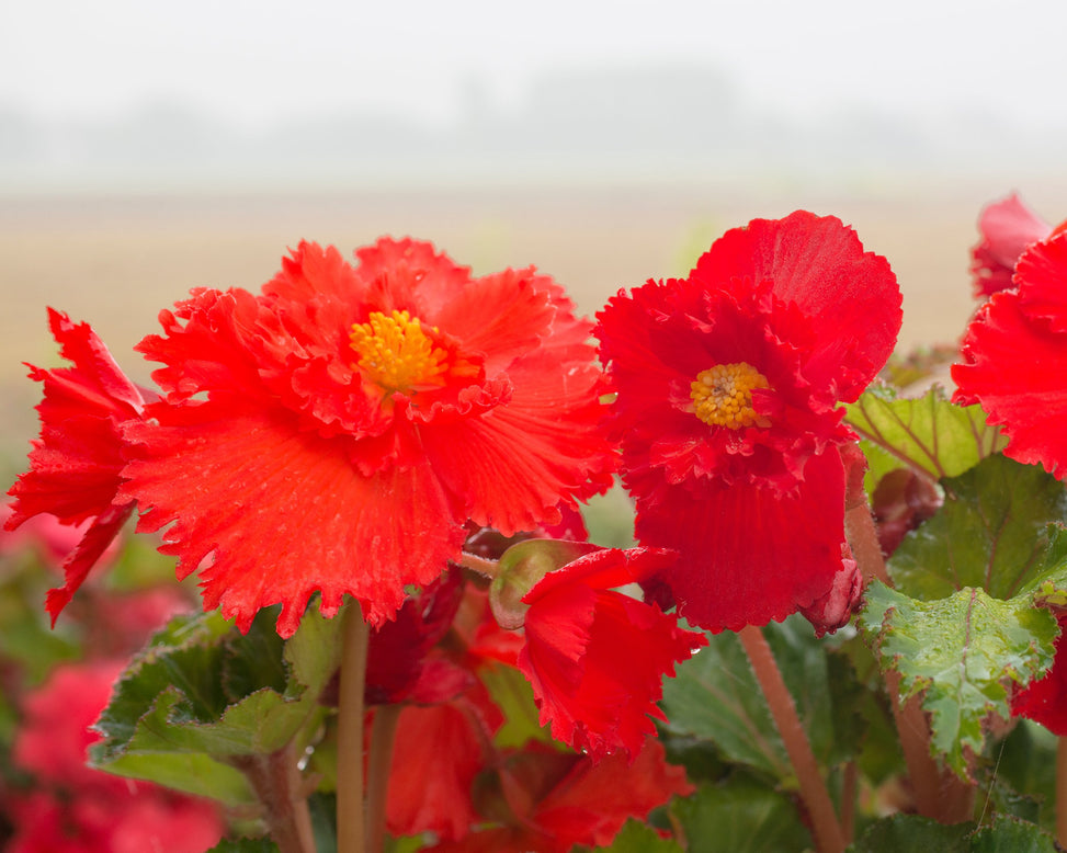 Begonia 'Fimbriata Red'